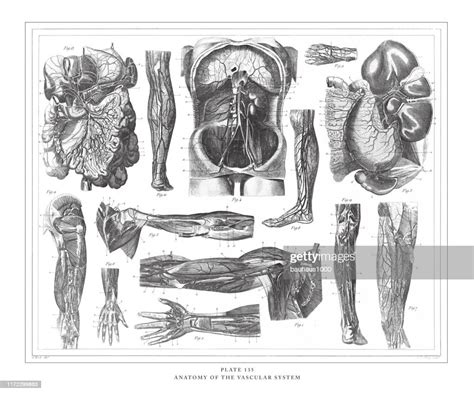 Vascular System Anatomy Engraving 1886 High Res Vecto - vrogue.co