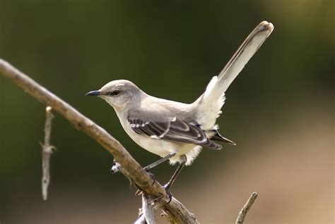 To Kill a Mockingbird—Why It's Time for Texas to Ditch Its State Bird