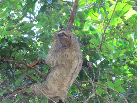 3 toed sloth in Manuel Antonio National Park Sloth, Costa Rica, Antonio ...