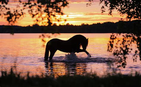 Black Horse Bathing in Sunset River Photograph by Ekaterina Druz