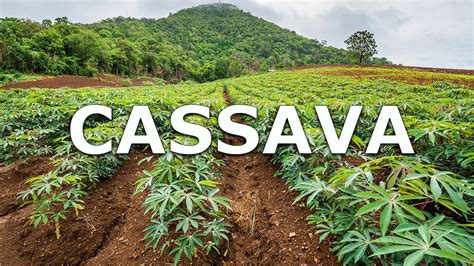 Cassava in Thailand By Plantations International - YouTube