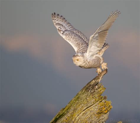 Paul Bannick Photography Snowy Owl Hunting (5878)
