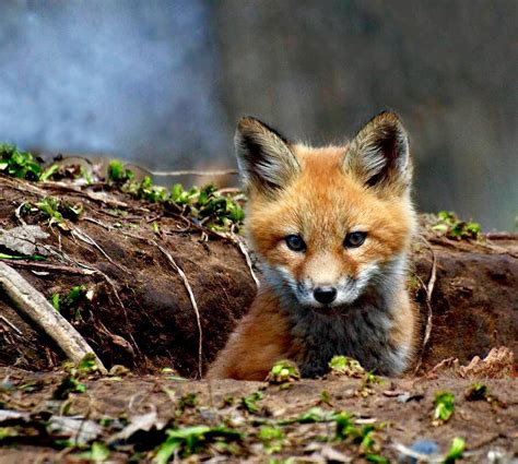 Cute Baby Red Fox 🦊 : r/aww