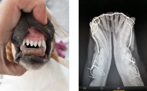 Fracture of the mandibular symphysis in a dog - veterinary.gr