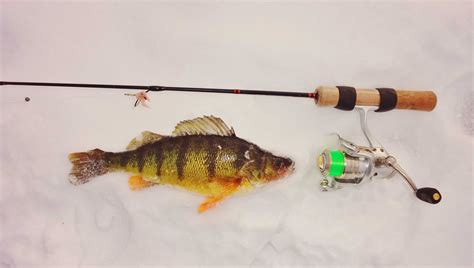 How to Locate Perch When Ice Fishing - BC Fishn