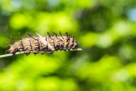 Caterpillar of Golden ( Common ) Birdwing Butterfly Stock Photo - Image ...