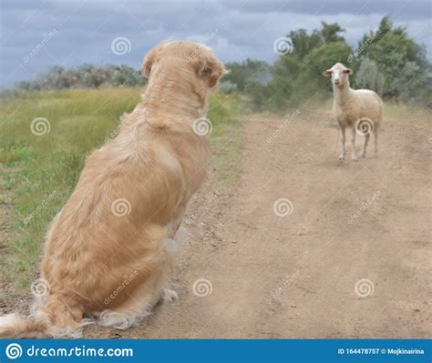 Golden Retriever and Ram, Unexpected Meeting with a Ram, Ram, Nature ...