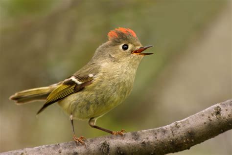 Small birds in Florida – Global Birding Initiative