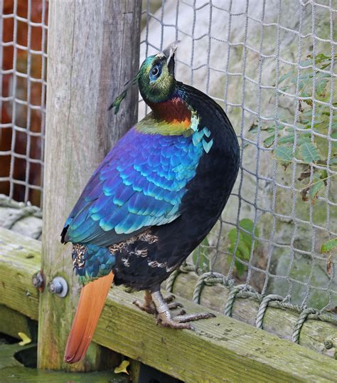 Pictures and information on Himalayan Monal