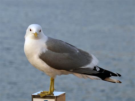 Common Gull Bird Facts (Larus canus) | Bird Fact