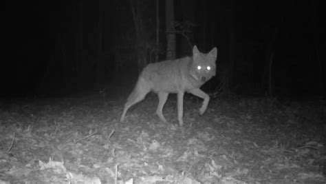 Stock video of rare infrared footage of coyote at | 9847595 | Shutterstock