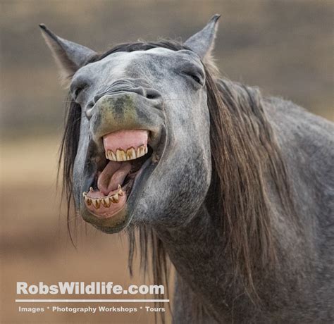 Smiling Horse Photography Print Wild Horse Photography Gray - Etsy UK