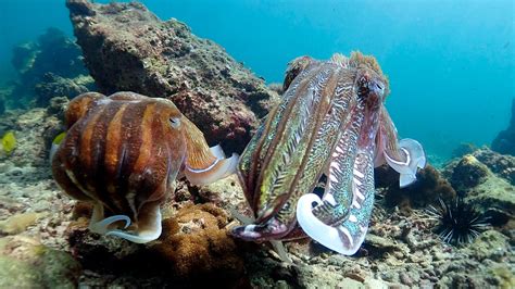 The Best Phi Phi Diving - Koh Bida Nok · Local Dive Thailand