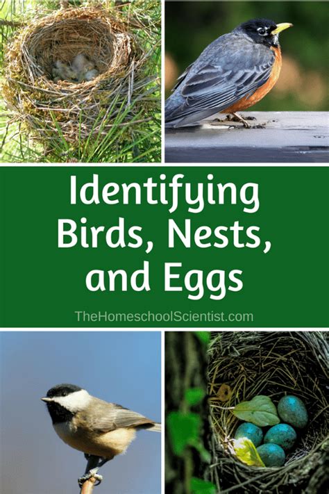 identifying birds, nests, and eggs - The Homeschool Scientist