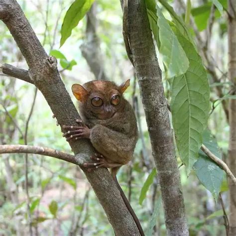 Philippine Tarsier - Facts, Diet, Habitat & Pictures on Animalia.bio