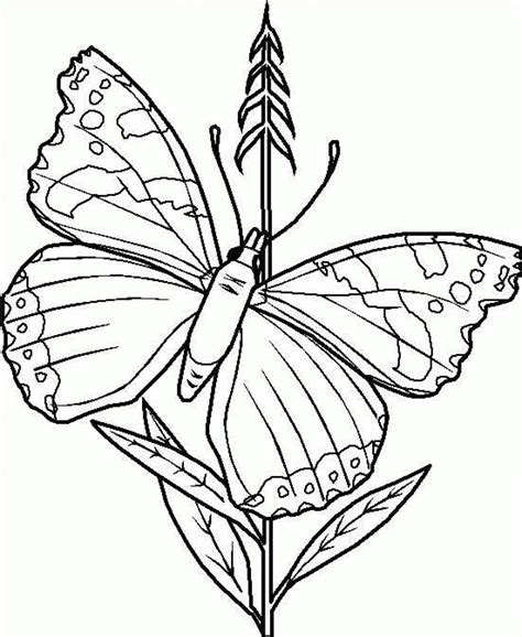 Free Printable Butterfly Coloring Pages For Kids