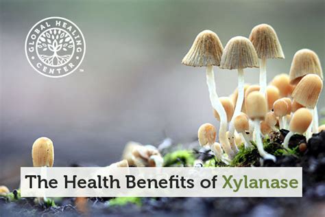 The Health Benefits of Xylanase