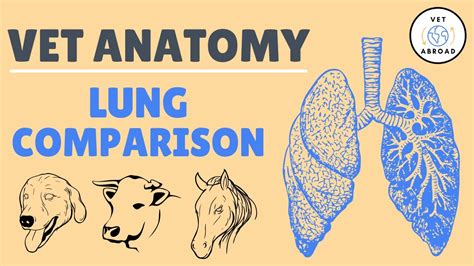 Lung Comparison of Domestic Mammals | Vet Med Anatomy of Cats, Dogs, Pigs, Horses, and Ruminants ...