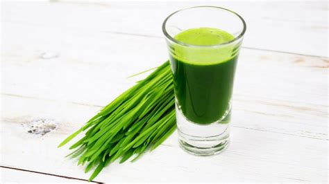 Wheatgrass the cheapest most nutrient rich superfood. How to make ...