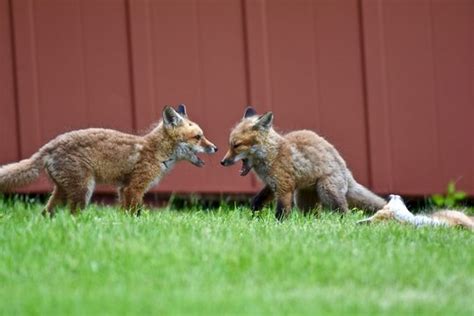 "Fox Pups" Images – Browse 263 Stock Photos, Vectors, and Video | Adobe Stock