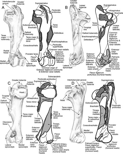 Forelimb myology of the pygmy hippopotamus (Choeropsis liberiensis) - Fisher - 2007 - The ...