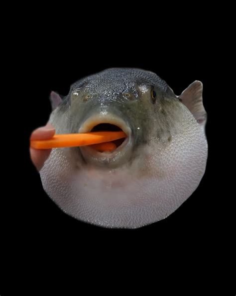 Pufferfish Eating a Carrot Meme Funny Blowfish Dank Memes Digital Art ...