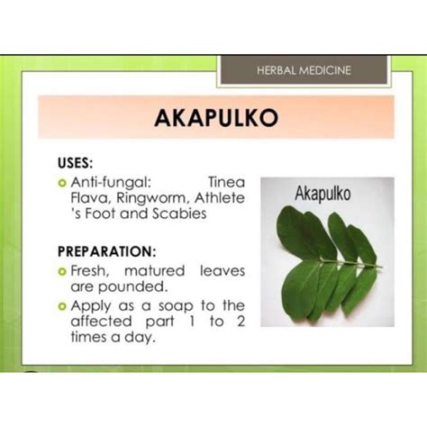 Fresh Herbal Acapulco leaves 100g (approx more than 100pcs) (no ...