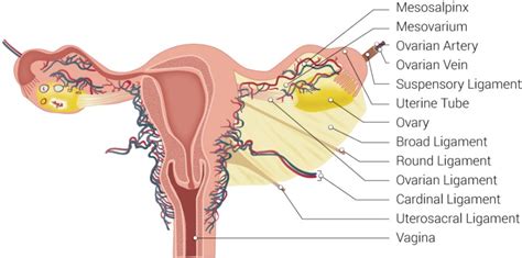 [Figure, Uterine Tubal Anatomy and Ligaments...] - StatPearls - NCBI Bookshelf