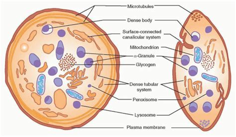 Platelet Structure and Function in Hemostasis and Thrombosis | Oncohema Key