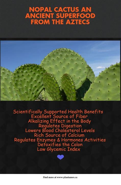 Benefits of nopal cactus | Nutrición, Nopal, Alimentacion