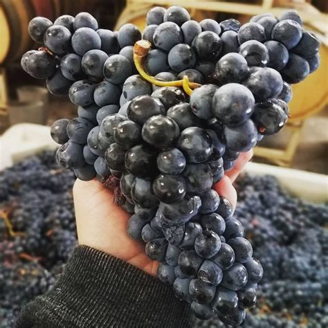 Tannat Cluster- Estate Grown - 2017 Harvest Troon Vineyard | Harvest, Grapes, Fruit