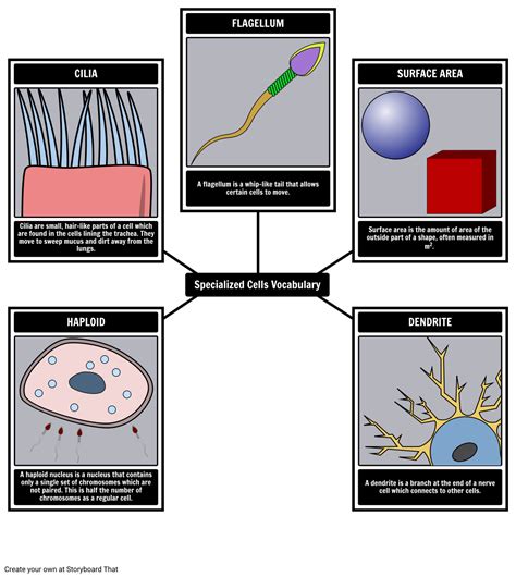 Specialized Cells Vocabulary Spider Map Storyboard