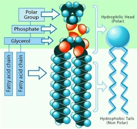 Student Study Notes: STPM Biology Biological Molecules Part 11 Lipid - Phospholipids