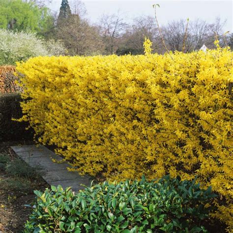 Buy Forsythia Spectabilis Hedging Plants | J Parkers