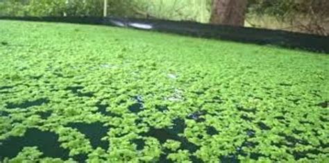 What is Azolla Cultivation? Use Azolla as Animal Feed