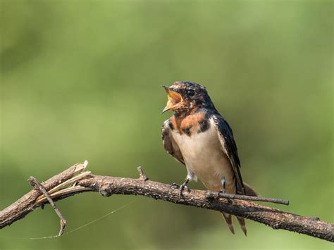 Molt In Birds: A Complete Guide | Birdfact