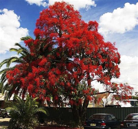 How to Grow An Illawarra Flame Tree | Lawn.com.au