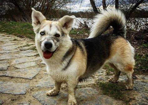 32 Cute Corgi Mixes That'll Melt Your Heart - A Corgi Mix Guide