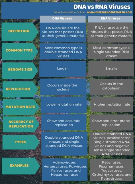 Differences Between DNA and RNA Viruses | Compare the Difference Between Similar Terms