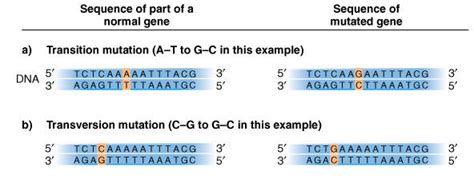 Transition and Transversion mutations