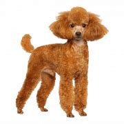 White Poodle Transparent | PNG All