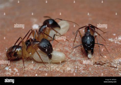 SPOTTED SUGAR ANTS Camponotus maculatus carrying larvae & pupae, South Africa Stock Photo - Alamy