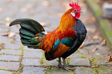 Your Grace is Sufficient: Saved by the rooster's crow