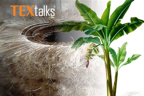 The global demand for Abaca fiber is increasing amid the adoption of natural fibers - TEXtalks ...