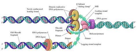 TJ. Okazaki fragments are short, newly synthesized DNA fragments that are formed on the lagging ...