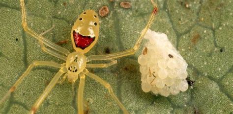 Hawaii's Happy Face Spider | KTC Hawaiian | Happy face, Trees to plant, Spider species