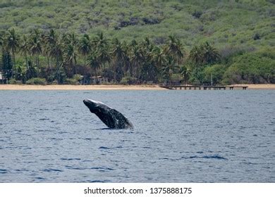 Baby Humpback Whale Breaching Off Coast Stock Photo 1375888175 ...