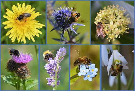 Matilde Roodnat: Honey Bee Flowers Hexham - Florist Honey B Flowers ...