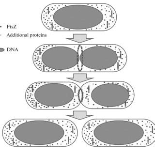 (PDF) Mechanisms of Bacterial Cell Division