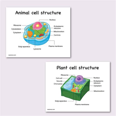 Animal Plant Cell Structure Labeling Sheet Comparison Diagram Cell ...